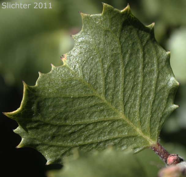 Leaf of Hollyleaf Redberry, Evergreen Buckthorn: Rhamnus ilicifolia (Synonyms: Rhamnus crocea ssp. ilicifolia, Rhamnus crocea var ilicifolia)