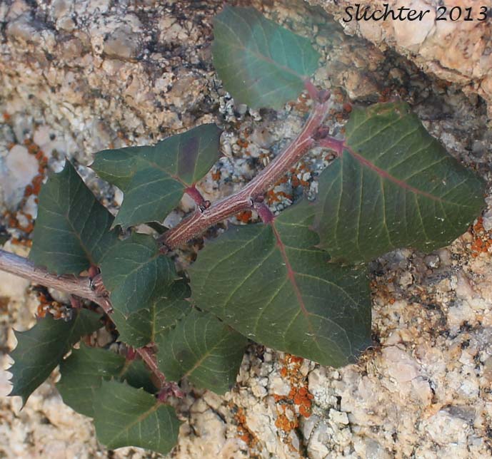 Hollyleaf Redberry, Evergreen Buckthorn: Rhamnus ilicifolia (Synonyms: Rhamnus crocea ssp. ilicifolia, Rhamnus crocea var ilicifolia)