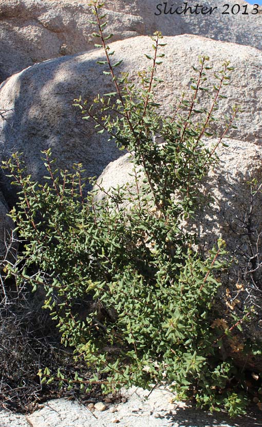 Hollyleaf Redberry, Evergreen Buckthorn: Rhamnus ilicifolia (Synonyms: Rhamnus crocea ssp. ilicifolia, Rhamnus crocea var ilicifolia)
