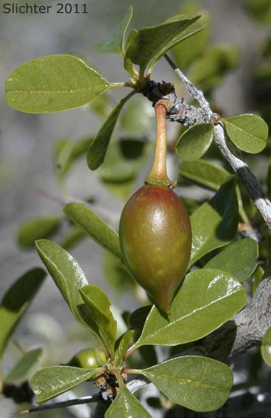 California Crucillo, Lotebush, Parry Abrojo, Parry's Jujube: Ziziphus parryi var. parryi