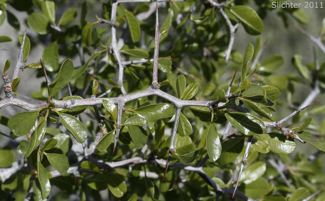Thorny stem of California Crucillo, Lotebush, Parry Abrojo, Parry's Jujube: Ziziphus parryi var. parryi
