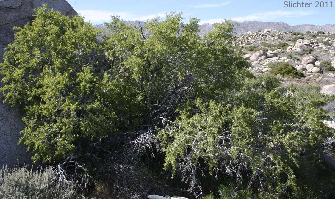 California Crucillo, Lotebush, Parry Abrojo, Parry's Jujube: Ziziphus parryi var. parryi