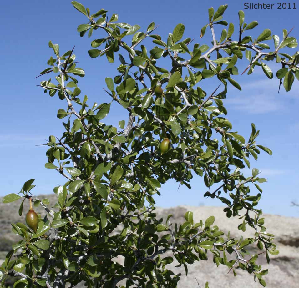 California Crucillo, Lotebush, Parry Abrojo, Parry's Jujube: Ziziphus parryi var. parryi