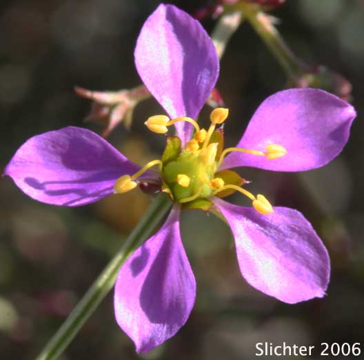 California Fagonbush, California Fagonia, Small-flowered Fagonia: Fagonia laevis (Synonym: Fagonia californica subsp. laevis)