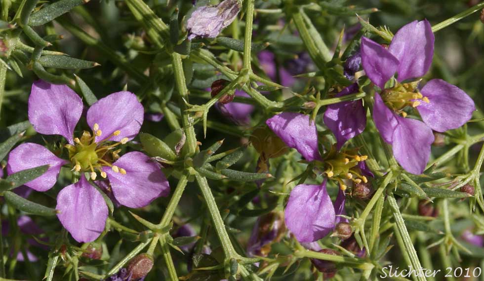California Fagonbush, California Fagonia, Small-flowered Fagonia: Fagonia laevis (Synonym: Fagonia californica subsp. laevis)