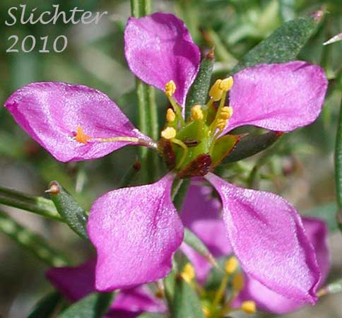 Flower of California Fagonbush, California Fagonia, Small-flowered Fagonia: Fagonia laevis (Synonym: Fagonia californica subsp. laevis)