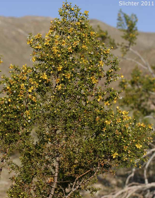 Creosote Bush: Larrea tridentata (Synonym: Larrea divaricata ssp. tridentata, Larrea tridentata var. arenaria)