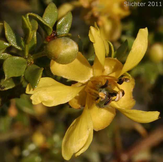 Creosote Bush: Larrea tridentata (Synonym: Larrea divaricata ssp. tridentata, Larrea tridentata var. arenaria)