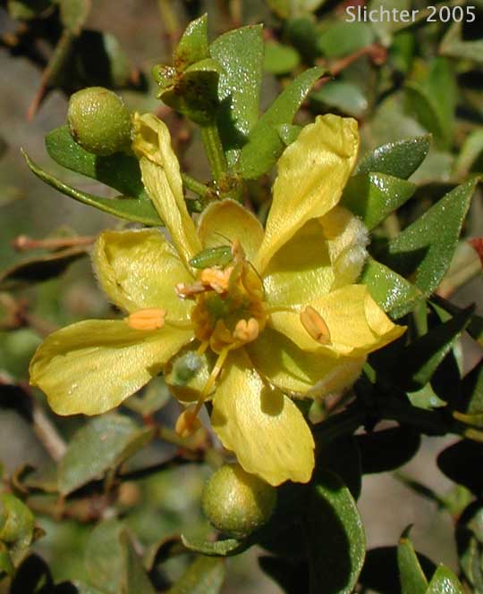 Creosote Bush: Larrea tridentata (Synonym: Larrea divaricata ssp. tridentata, Larrea tridentata var. arenaria)