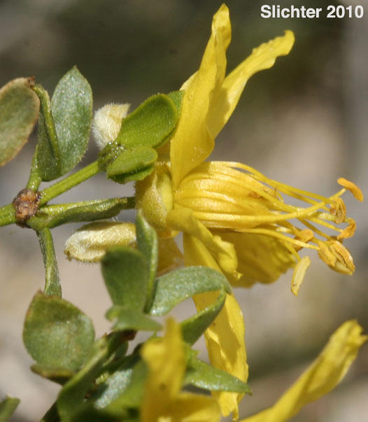 Creosote Bush: Larrea tridentata (Synonym: Larrea divaricata ssp. tridentata, Larrea tridentata var. arenaria)