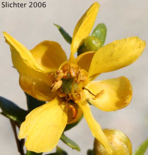 Creosote Bush: Larrea tridentata (Synonym: Larrea divaricata ssp. tridentata, Larrea tridentata var. arenaria)