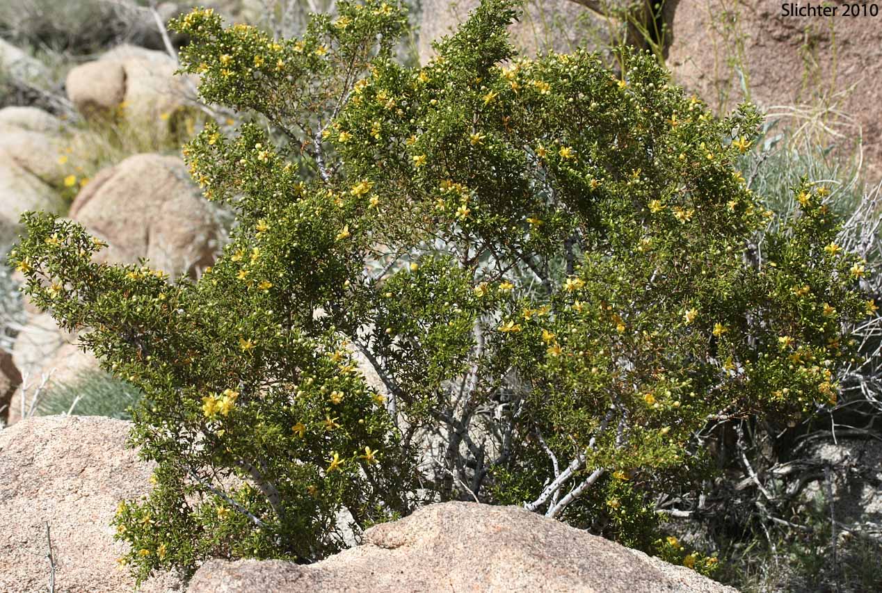 Creosote Bush: Larrea tridentata (Synonym: Larrea divaricata ssp. tridentata, Larrea tridentata var. arenaria)