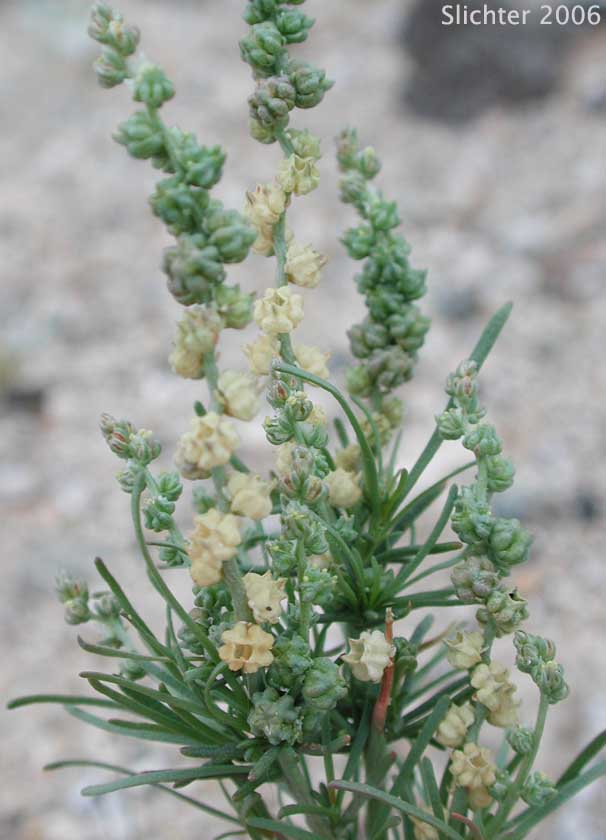 Bush Seepweed: Suaeda nigra (Synonym: Suaeda moquinii)