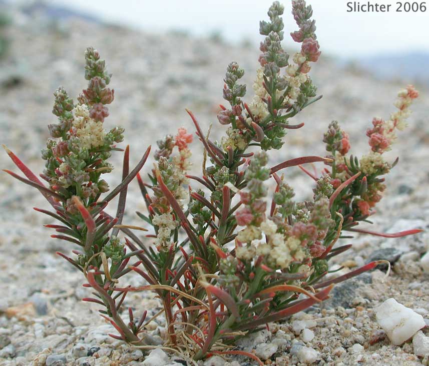 Bush Seepweed: Suaeda nigra (Synonym: Suaeda moquinii)