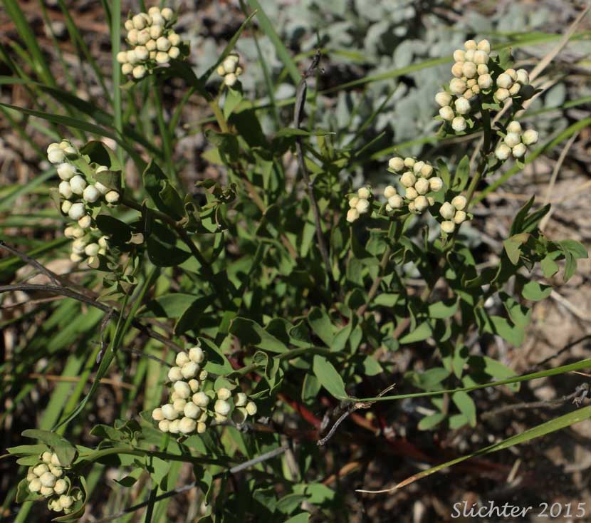Pale Bastard Toadflax: Comandra umbellata ssp. pallida (Synonyms: Comandra pallida; Comandra pallida var. angustifolia; Comandra umbellata var. angustifolia; Comandra umbellata var. pallida)