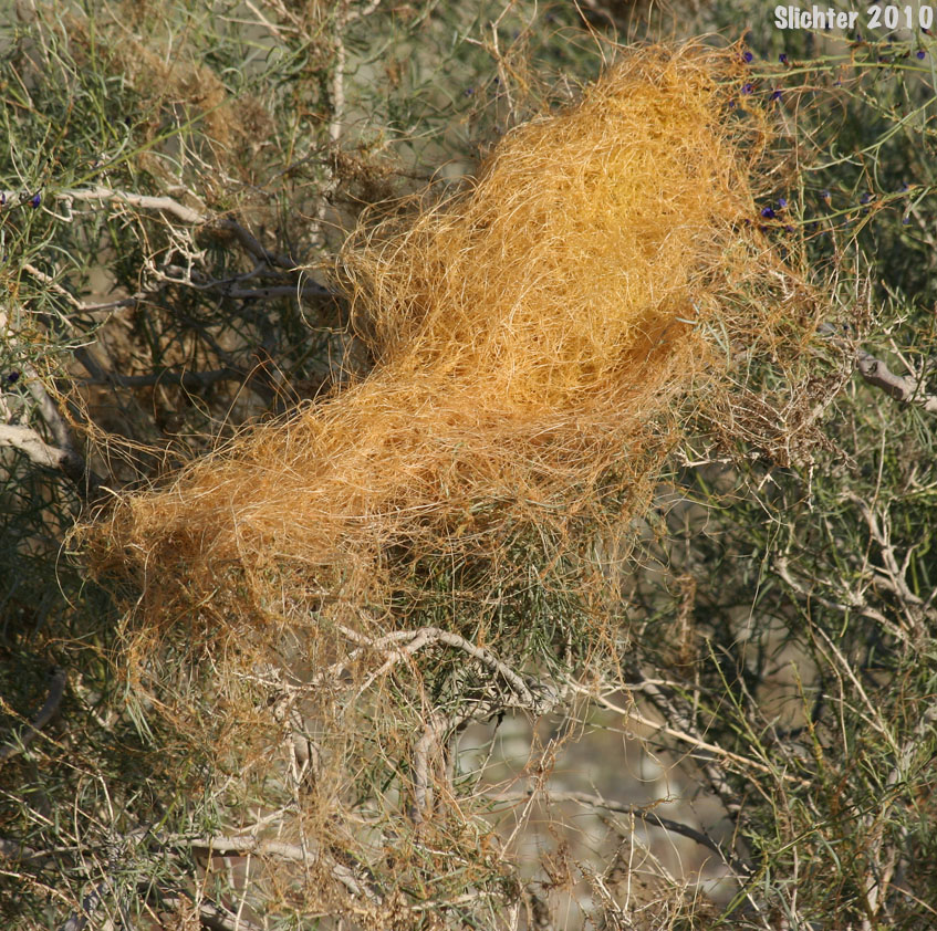 California Dodder, Chaparral Dodder, Papillate Dodder: Cuscuta californica var. papillosa