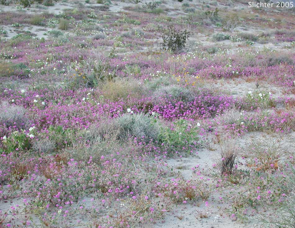 Desert Sand Verbena, Hairy Sand Verbena: Abronia villosa