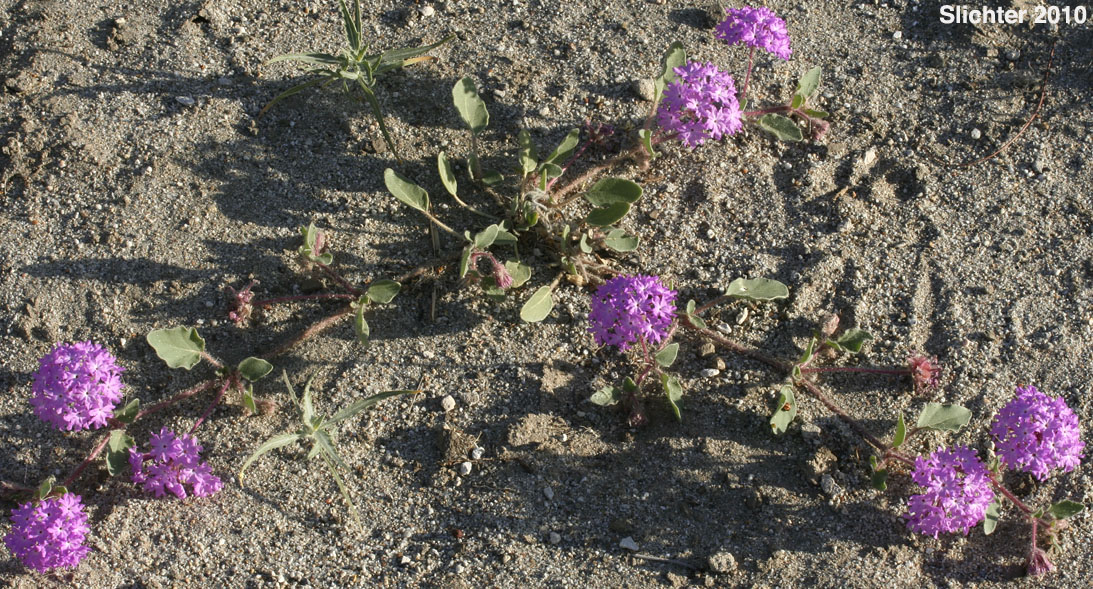 Desert Sand Verbena, Hairy Sand Verbena: Abronia villosa