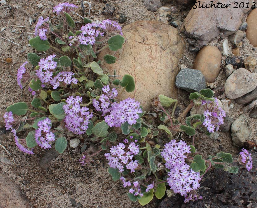 Desert Sand Verbena, Hairy Sand Verbena: Abronia villosa