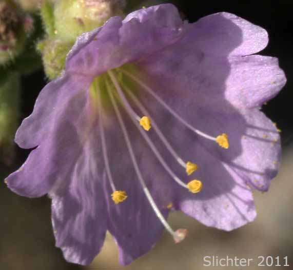 Wishbone Bush: Mirabilis laevis var. retrorsa (Synonyms: Mirabilis bigelovii var. retrorsa, Mirabilis retrorsa)