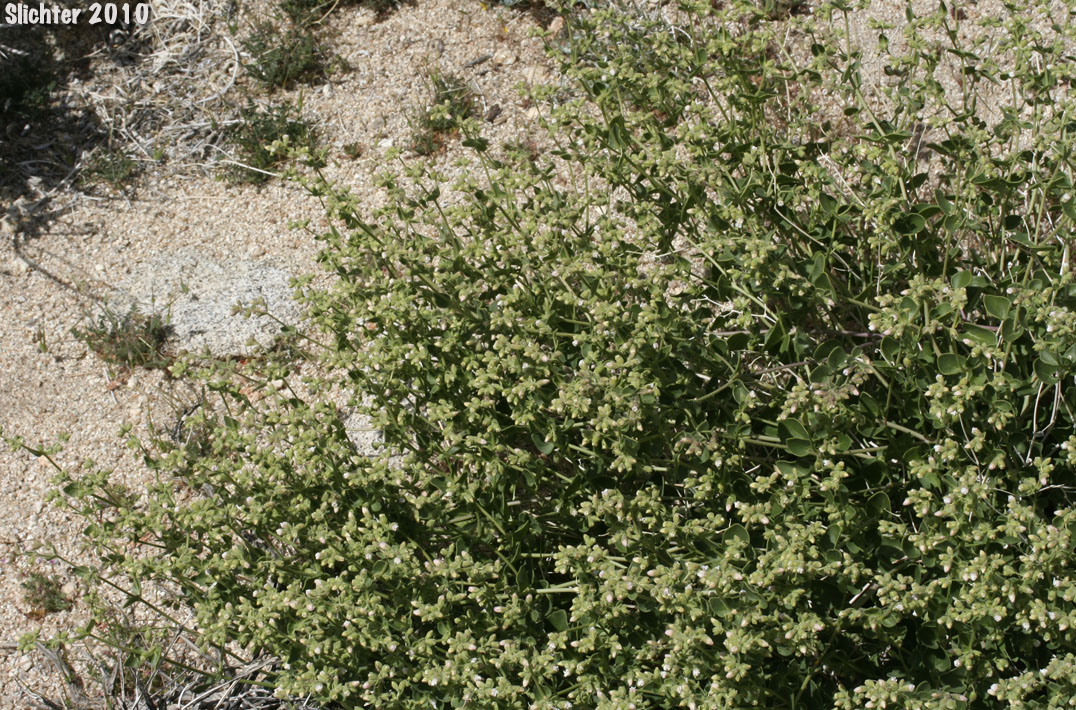 Wishbone Bush: Mirabilis laevis var. retrorsa (Synonyms: Mirabilis bigelovii var. retrorsa, Mirabilis retrorsa)