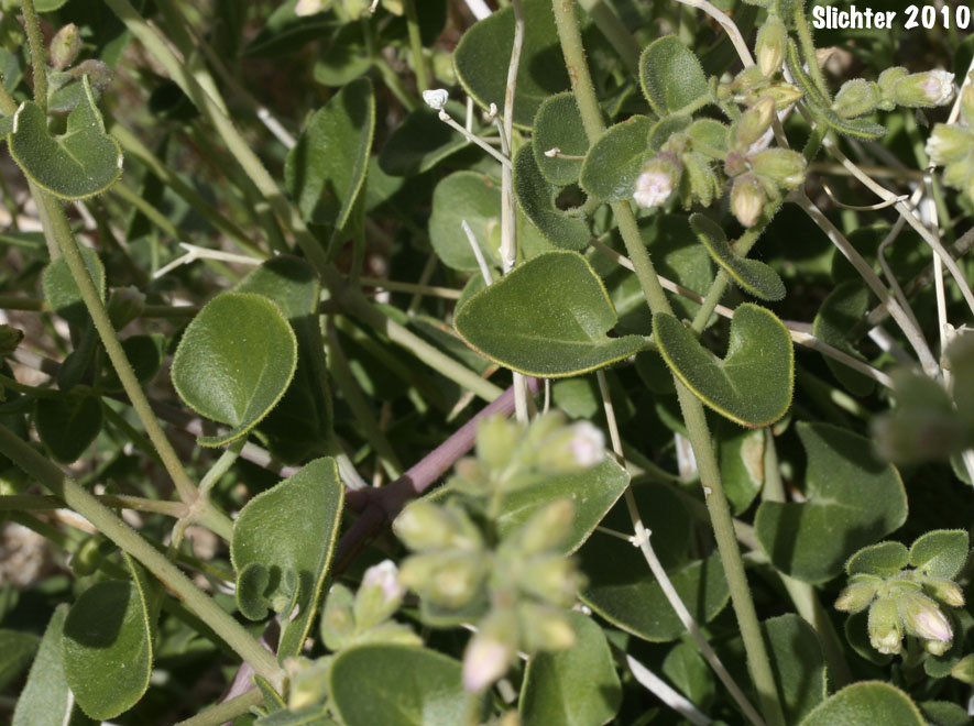 Wishbone Bush: Mirabilis laevis var. retrorsa (Synonyms: Mirabilis bigelovii var. retrorsa, Mirabilis retrorsa)