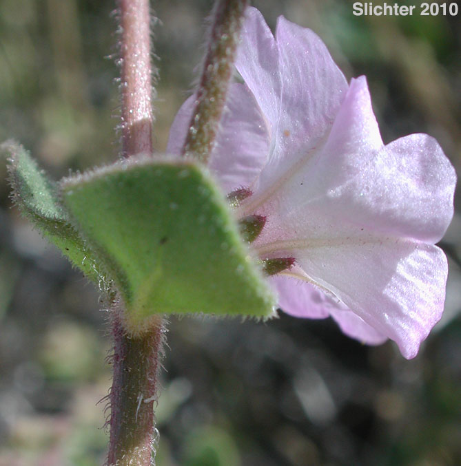 Wishbone Bush: Mirabilis laevis var. retrorsa (Synonyms: Mirabilis bigelovii var. retrorsa, Mirabilis retrorsa)