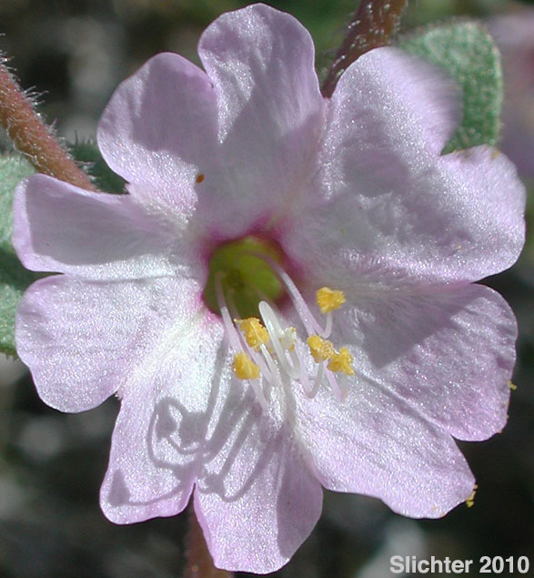 Wishbone Bush: Mirabilis laevis var. retrorsa (Synonyms: Mirabilis bigelovii var. retrorsa, Mirabilis retrorsa)