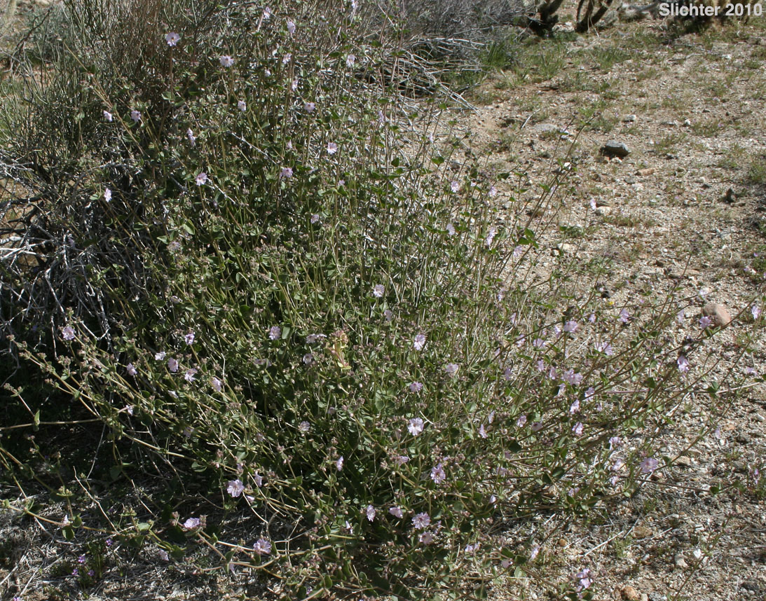 Wishbone Bush: Mirabilis laevis var. retrorsa (Synonyms: Mirabilis bigelovii var. retrorsa, Mirabilis retrorsa)