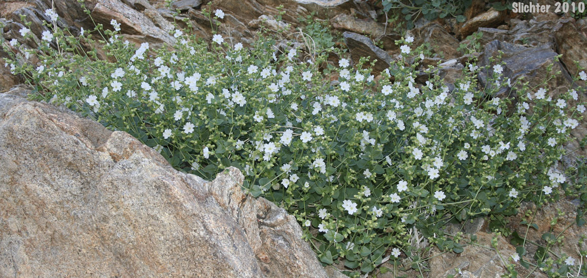 Wishbone Bush: Mirabilis laevis var. retrorsa (Synonyms: Mirabilis bigelovii var. retrorsa, Mirabilis retrorsa)