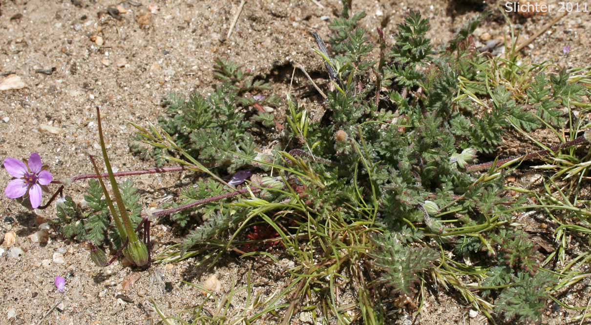 African Filaree, Common Stork's Bill, Filaree, Redstem Stork's Bill, Red-stemmed Filaree: Erodium cicutarium (Synonyms: Erodium aethiopicum, Erodium cicutarium ssp. cicutarium, Erodium cicutarium ssp. jacquinianum, Erodium ethiopicum)