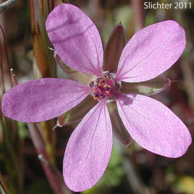 Flower of African Filaree, Common Stork's Bill, Filaree, Redstem Stork's Bill, Red-stemmed Filaree: Erodium cicutarium (Synonyms: Erodium aethiopicum, Erodium cicutarium ssp. cicutarium, Erodium cicutarium ssp. jacquinianum, Erodium ethiopicum)