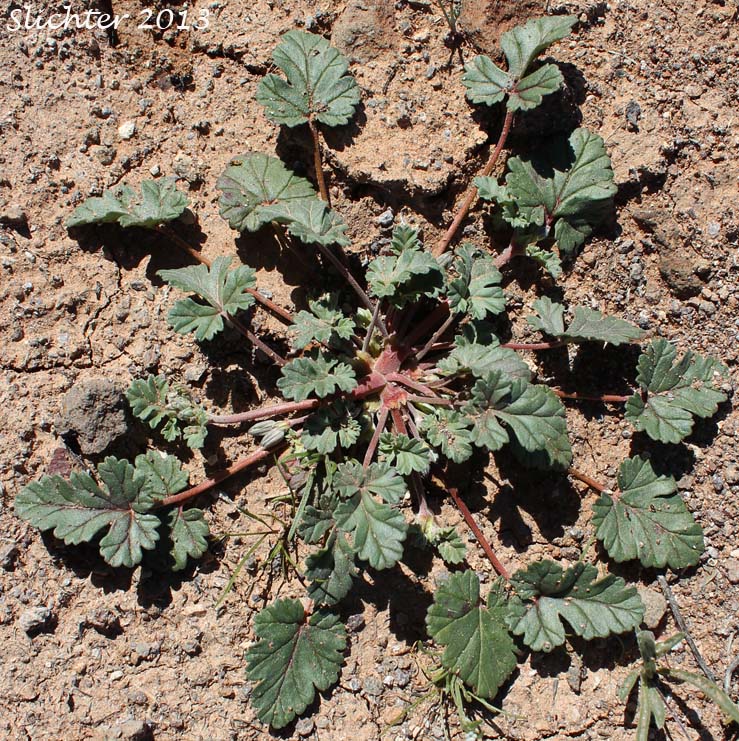 Texas Stork's Bill, Texas Filaree, Desert Heron's Bill: Erodium texanum