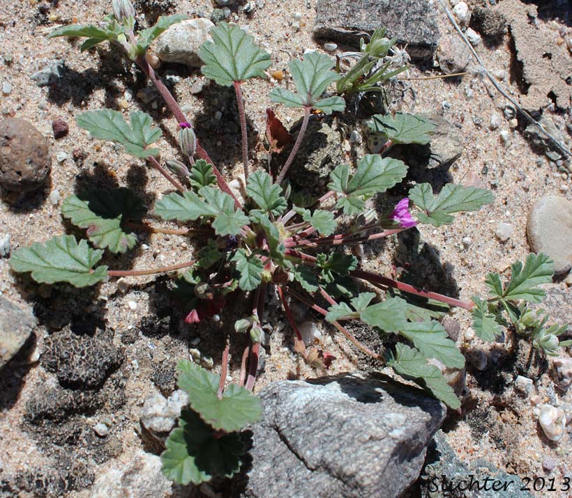 Texas Stork's Bill, Texas Filaree, Desert Heron's Bill: Erodium texanum