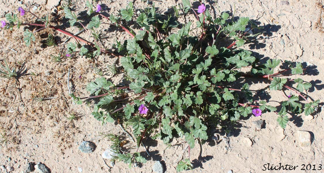 Texas Stork's Bill, Texas Filaree, Desert Heron's Bill: Erodium texanum