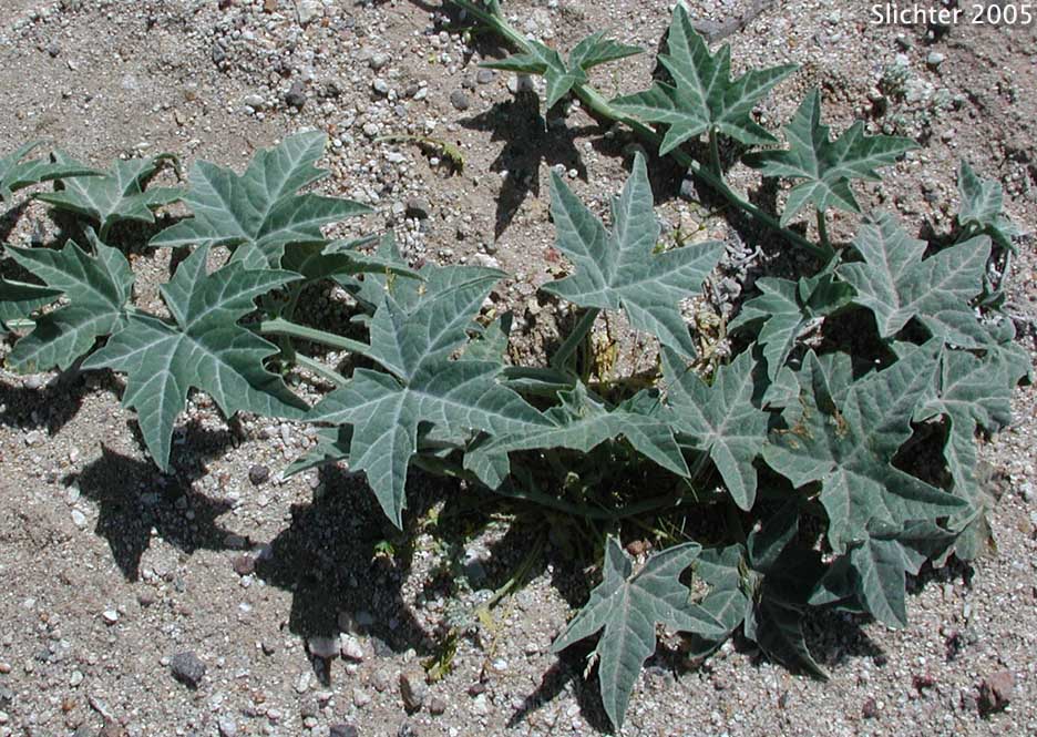 Coyote Melon, Coyote Gourd: Cucurbita palmata