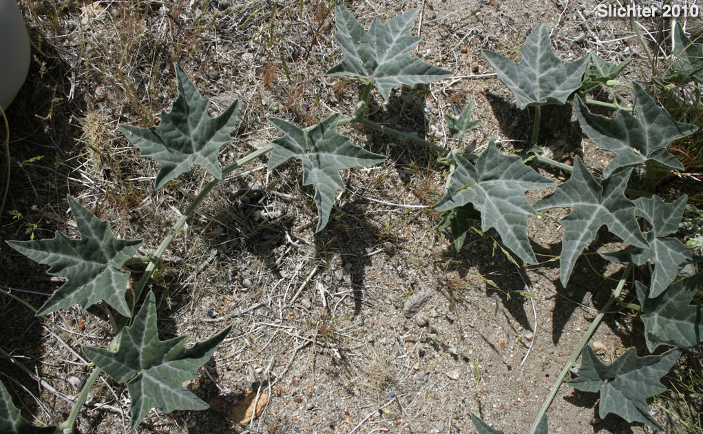 Coyote Melon, Coyote Gourd: Cucurbita palmata (Synonym: Cucurbita californica)