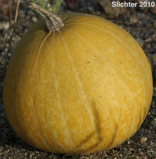 A mature fruit of Coyote Melon, Coyote Gourd: Cucurbita palmata (Synonym: Cucurbita californica)