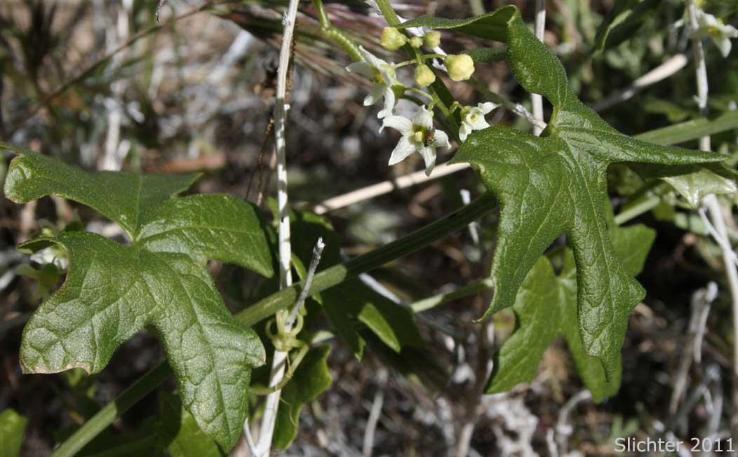 Chilicothe: Marah macrocarpa (Synonyms: Marah guadalupensis; Marah macrocarpa var. macrocarpa; Marah macrocarpa var. major; Marah macrocarpa var. micrantha; Marah macrocarpus var. major; Marah macrocarpus; Marah macrocarpus var. macrocarpus; Marah macrocarpus var. micranthus)