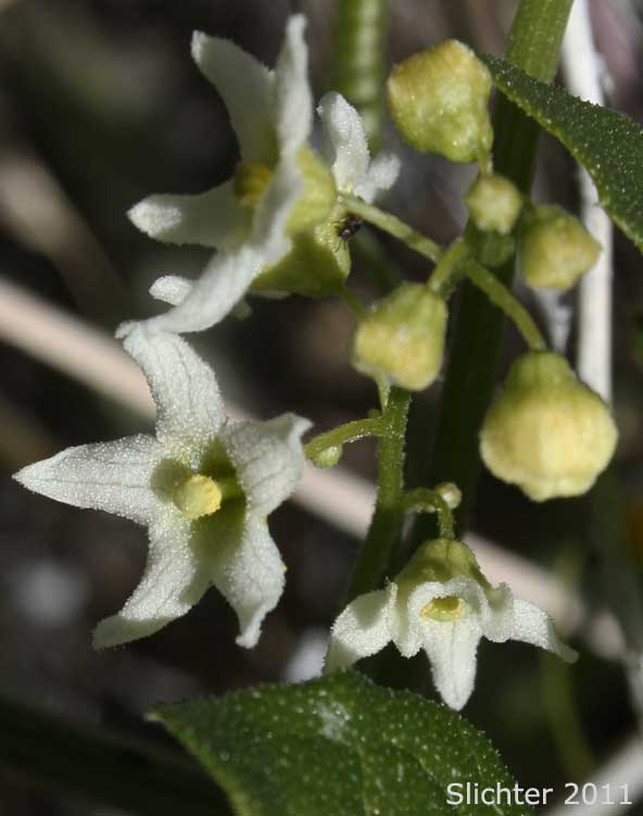 Flowers of Chilicothe: Marah macrocarpa (Synonyms: Marah guadalupensis; Marah macrocarpa var. macrocarpa; Marah macrocarpa var. major; Marah macrocarpa var. micrantha; Marah macrocarpus var. major; Marah macrocarpus; Marah macrocarpus var. macrocarpus; Marah macrocarpus var. micranthus)