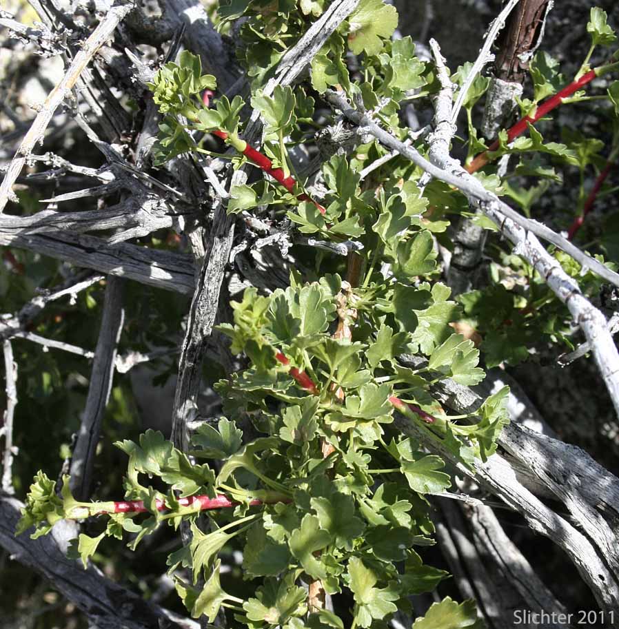 Foothill Gooseberry, Oak Gooseberry, Oakwoods Gooseberry, Rock Gooseberry: Ribes quercetorum (Synonym: Ribes leptanthum var. quercetorum)