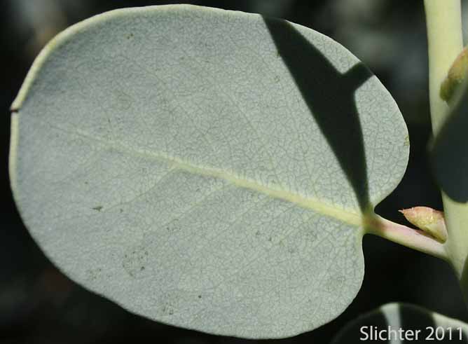Leaf blade of Bigberry Manzanita, Big Berry Manzanita: Arctostaphylos glauca (Synonyms: Arctostaphylos glauca var. eremicola; Arctostaphylos glauca var. puberula; Xerobotrys glaucus)