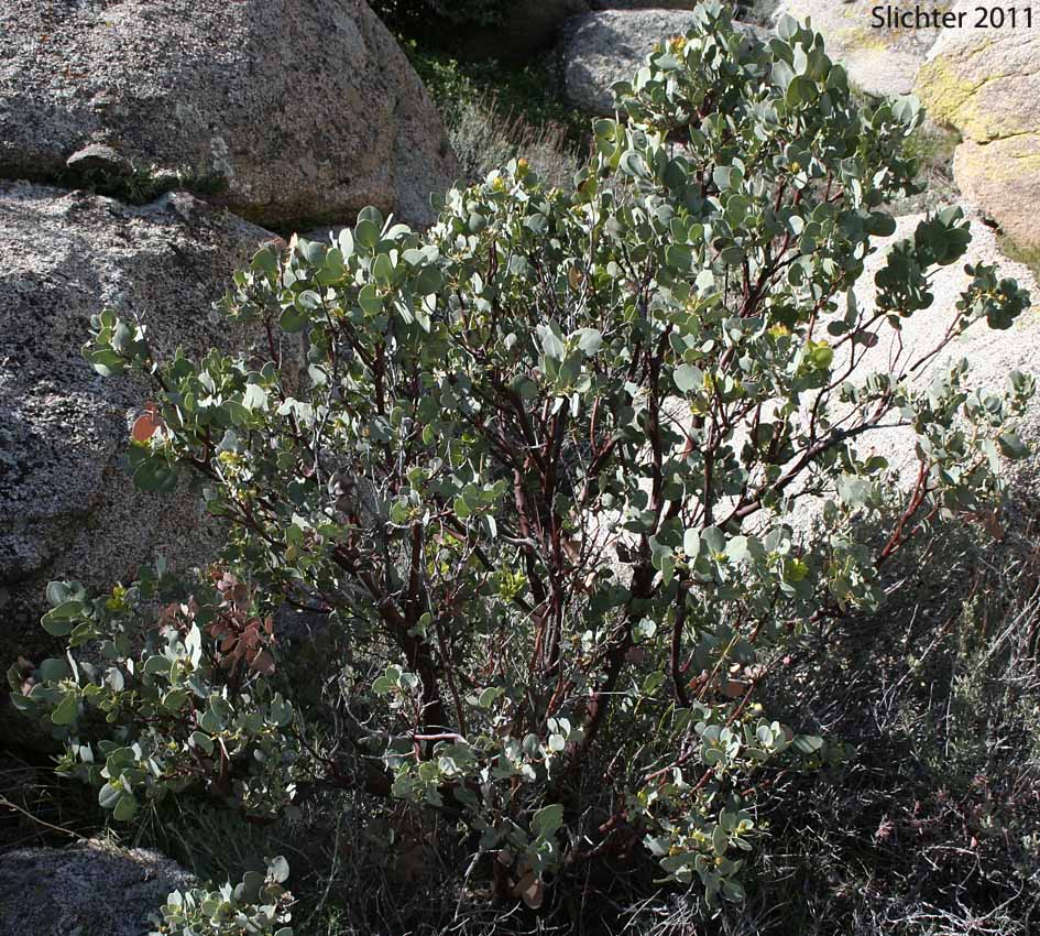 Bigberry Manzanita, Big Berry Manzanita: Arctostaphylos glauca (Synonyms: Arctostaphylos glauca var. eremicola; Arctostaphylos glauca var. puberula; Xerobotrys glaucus)