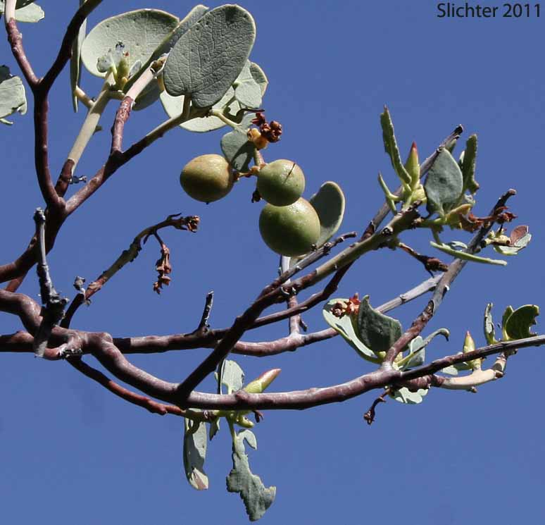 Bigberry Manzanita, Big Berry Manzanita: Arctostaphylos glauca (Synonyms: Arctostaphylos glauca var. eremicola; Arctostaphylos glauca var. puberula; Xerobotrys glaucus)