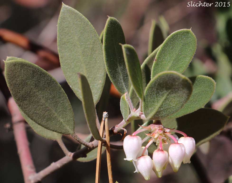 Leaves and flowers of Pointleaf Manzanita: Arctostaphylos pungens (Synonyms: Arctostaphylos chaloneorum, Arctostaphylos pseudopungens, Arctostaphylos pungens ssp. chaloneorum)