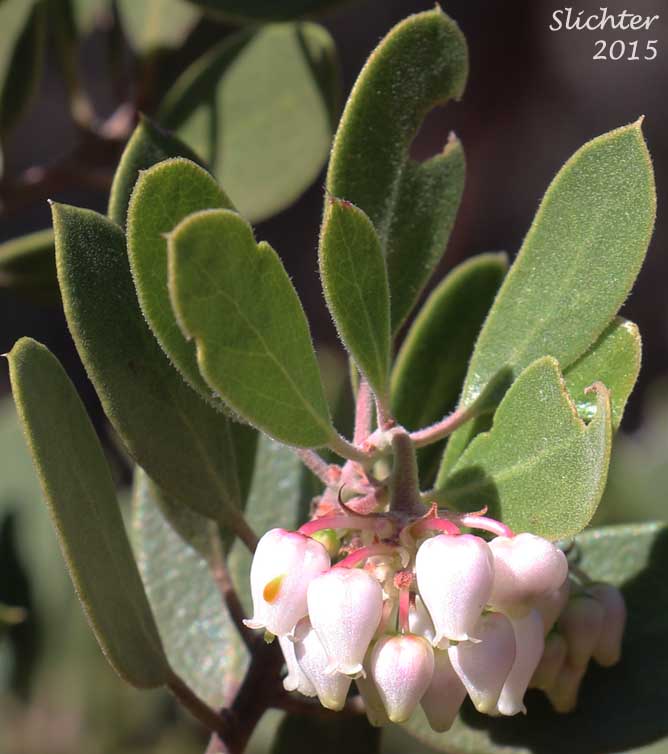 Leaves and flowers of Pointleaf Manzanita: Arctostaphylos pungens (Synonyms: Arctostaphylos chaloneorum, Arctostaphylos pseudopungens, Arctostaphylos pungens ssp. chaloneorum)