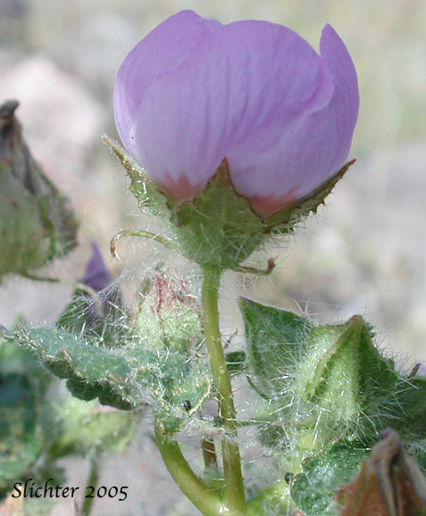 Desert Fivespot, Desert Five Spot: Eremalche rotundifolia (Synonym: Malvastrum rotundifolium)