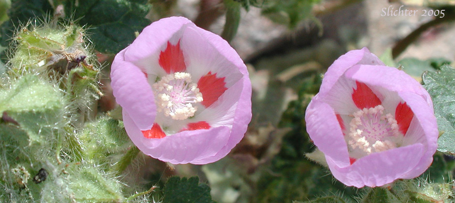 Desert Fivespot, Desert Five Spot: Eremalche rotundifolia (Synonym: Malvastrum rotundifolium)