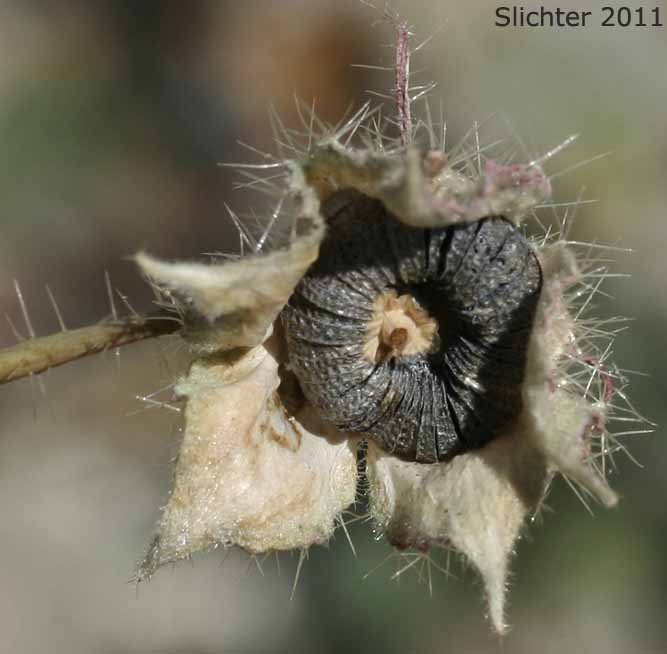 Seeds of Desert Fivespot, Desert Five Spot: Eremalche rotundifolia (Synonym: Malvastrum rotundifolium)