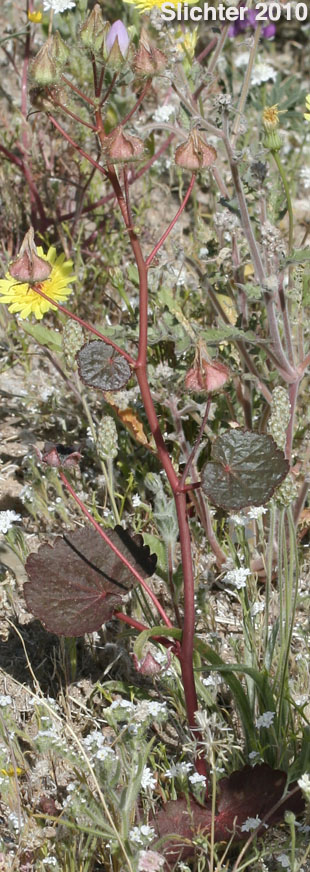 Desert Fivespot, Desert Five Spot: Eremalche rotundifolia (Synonym: Malvastrum rotundifolium)